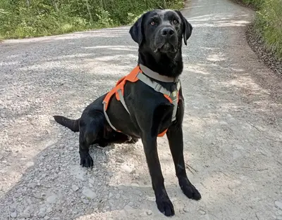 Ippolito, lo “sniffer dog” che fiuta le perdite d’acqua