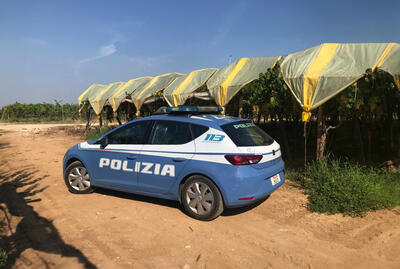 Ruba circa 150 kg di uva da tavola: denunciato dalla Polizia