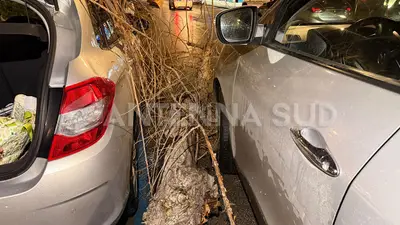 Taranto, grosso ramo cade su due auto (foto: Francesco Manfuso)