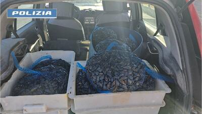Taranto, sequestrati 150 kg di cozze illegali