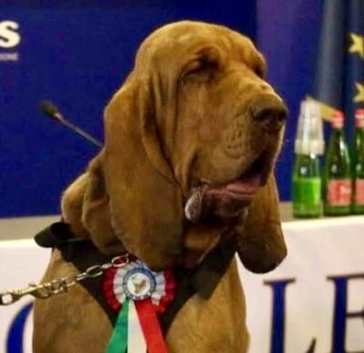 Bruno, il cane eroe
