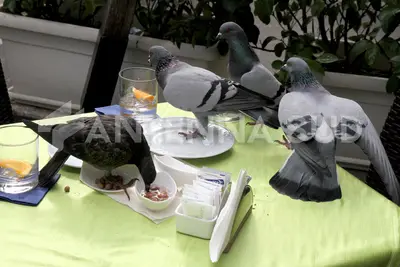 Piccioni sul tavolino di un bar (foto Massimo Todaro)
