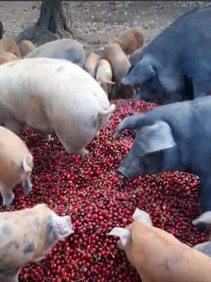 Ciliegie date in pasto ai maiali