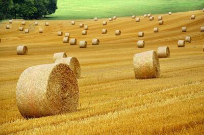 Agricoltura