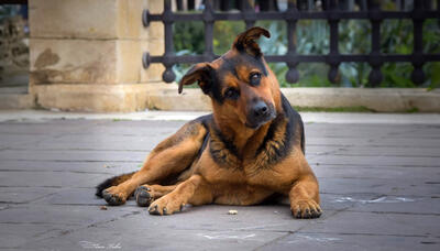 Max, il cane di quartiere