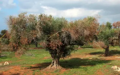Xylella