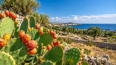 il fico d'india nel Salento