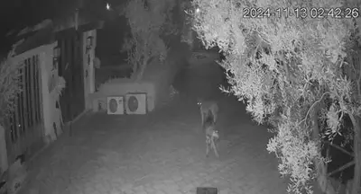 lupi assaltano villetta