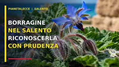 borragine_salento_16x9