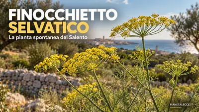finocchietto