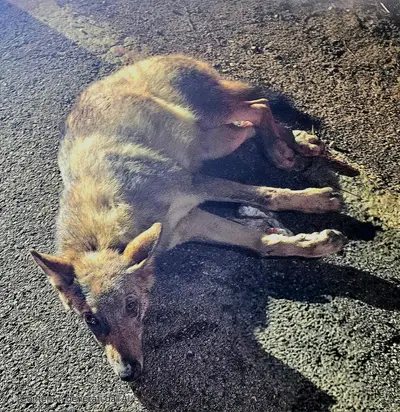 cucciola lupo