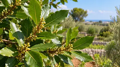Alloro