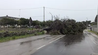 Albero caduto a Melendugno