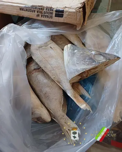 pesce sequestrato