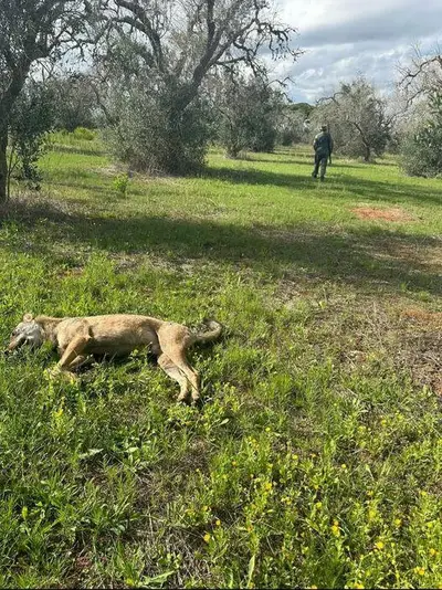 Lupo