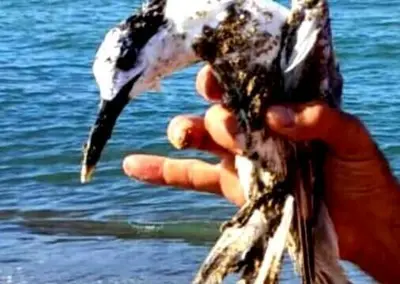 Ritrovato raro uccello a Baia Domizia