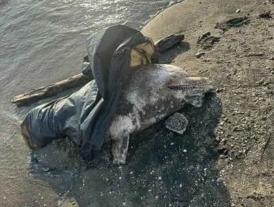 Il delfino trovato morto a "Destra Volturno"