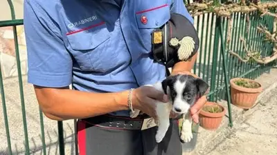 Cagnolino salvato dai carabinieri