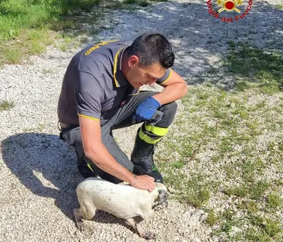 Il cagnolino salvato dai pompieri