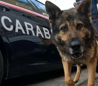 Il cane antidroga Luna