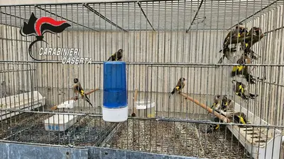 Gli uccelli di specie protetta sequestrati dai carabinieri
