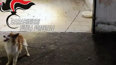 Cagnolina salvata dai carabinieri