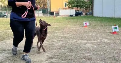 Domenica la sfilata canina a Cellole