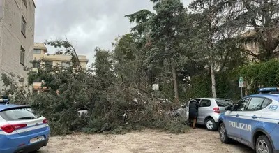 Grosso ramo spezzato dal forte vento