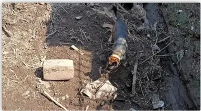 Il cane Baila impegnato a San Felice