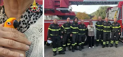 I vigili del fuoco salvano un pappagallo