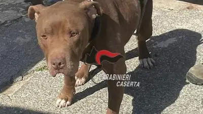 Il cane richiuso nel box