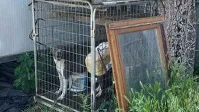 Cane salvato dai carabinieri