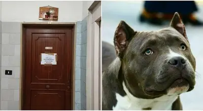 Il sequestro della casa e il pitbull di famiglia
