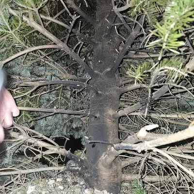 L'albero di Natale colpito dalla molotov a Castel Volturno