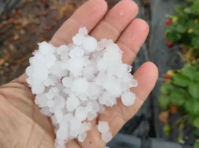 I danni della grandinata