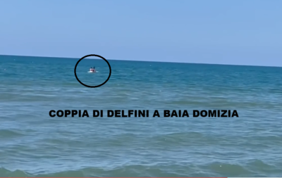Coppia di delfini a Baia Domizia