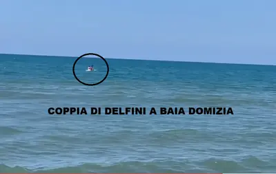 Coppia di delfini a Baia Domizia
