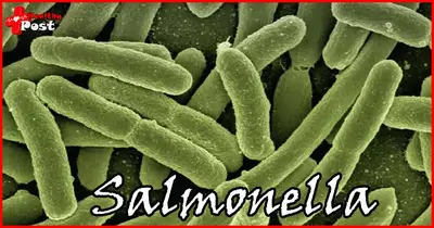 Intossicazione da salmonella