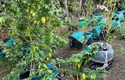 Sequestrata piantagione di marijuana in collina