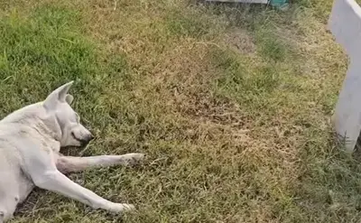 Il cane che aspetta il padrone