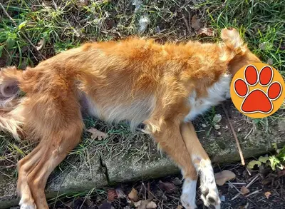 Tragedia a Falciano del Massico