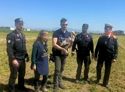 La cicogna bianca ritorna in natura